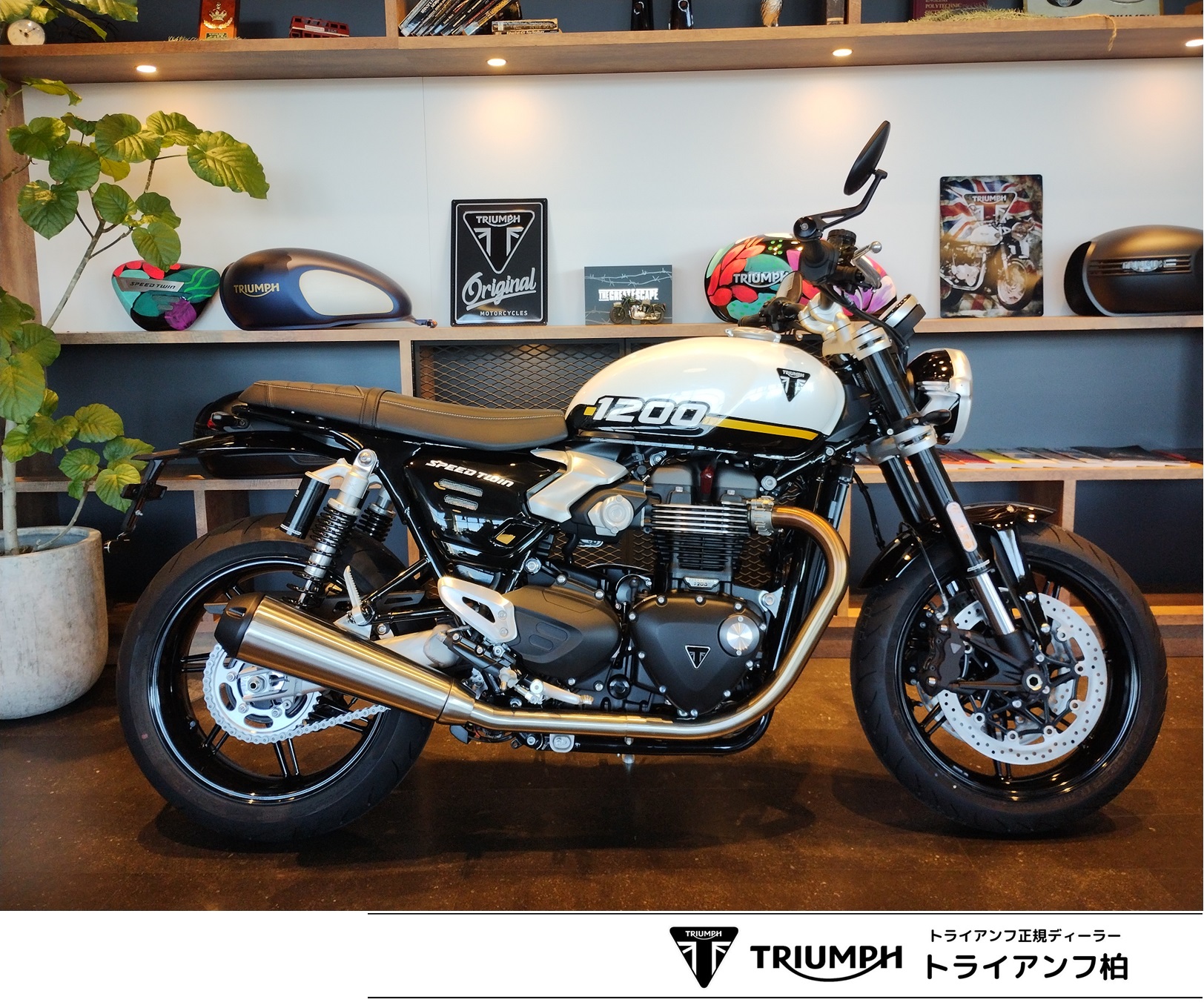 ムスタングTriumph /美品 モダンクラシック | トライアンフ柏 | Triumphバイクの新車・中古車